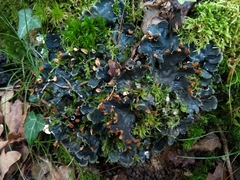 Peltigera hymenina