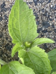 Galinsoga quadriradiata