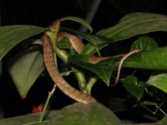 Pareas carinatus