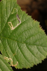 Stigmella aurella