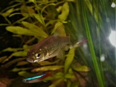 Pelasgus stymphalicus