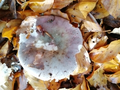 Russula ionochlora