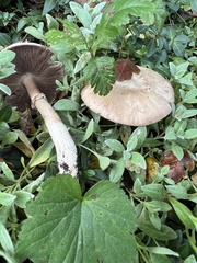 Agaricus hondensis