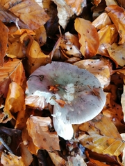 Russula ionochlora