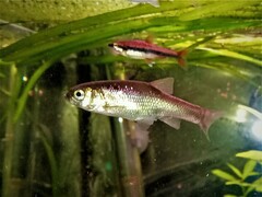 Pelasgus stymphalicus