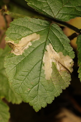 Coptotriche marginea