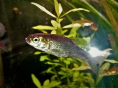 Pelasgus stymphalicus