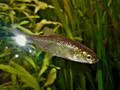 Pelasgus stymphalicus