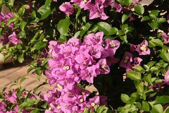 Bougainvillea glabra