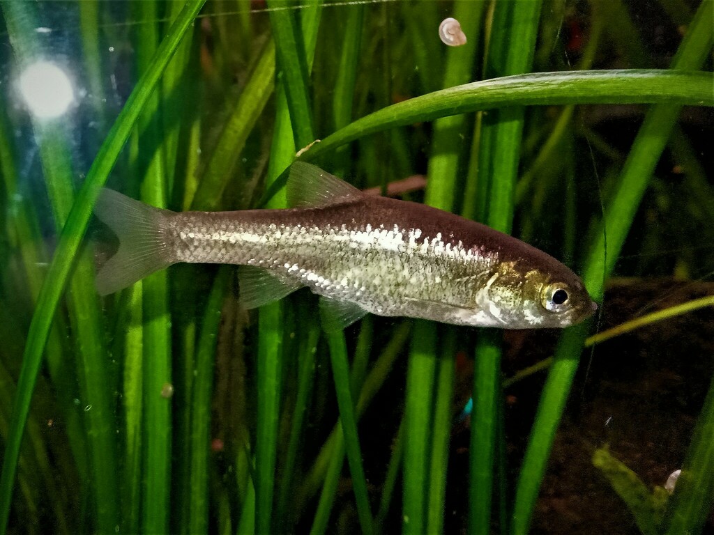 Stymphalia Minnow
