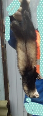 Mustela putorius