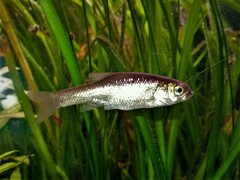 Pelasgus stymphalicus