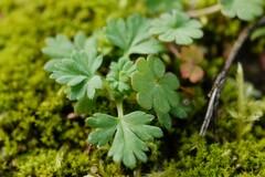 Alchemilla australis