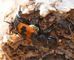 Nicrophorus marginatus