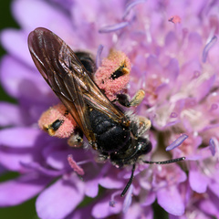 Andrena hattorfiana