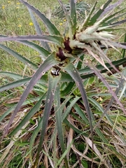 Eryngium horridum