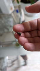 Microhyla mukhlesuri