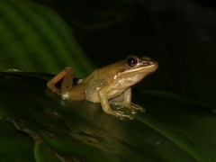 Chalcorana chalconota