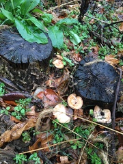 Armillaria gallica