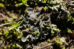 Peltigera didactyla