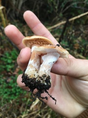 Armillaria gallica
