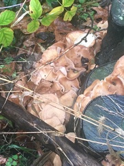 Armillaria gallica