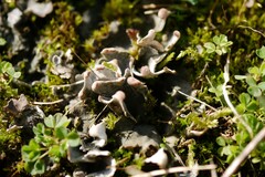Peltigera didactyla