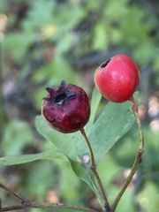Crataegus monogyna