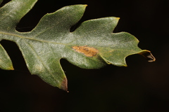 Phyllonorycter messaniella