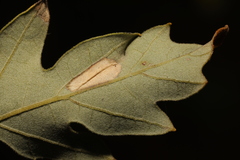 Phyllonorycter messaniella