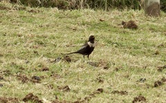 Turdus torquatus