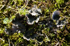 Peltigera didactyla