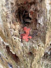 Tubifera ferruginosa