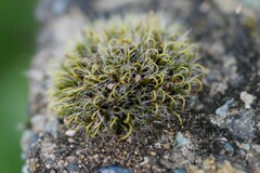 Grimmia pulvinata