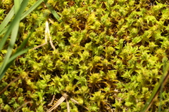 Syntrichia ruraliformis