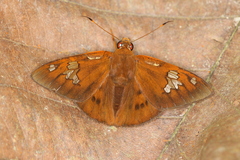 Dyscophellus phraxanor