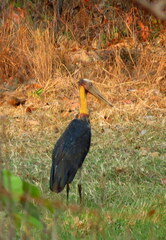 Leptoptilos javanicus