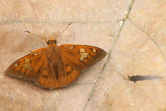 Dyscophellus phraxanor