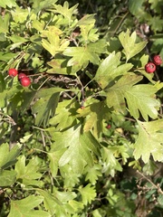 Crataegus monogyna
