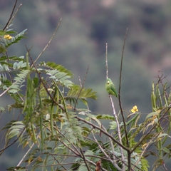 Forpus conspicillatus