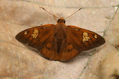 Dyscophellus phraxanor
