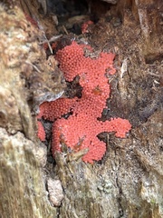 Tubifera ferruginosa