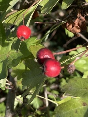 Crataegus monogyna