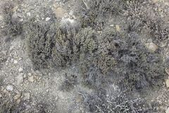Nanophyton grubovii
