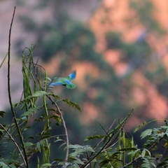 Forpus conspicillatus