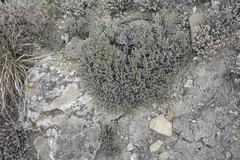 Nanophyton grubovii