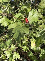 Crataegus monogyna