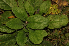 Pentaglottis sempervirens