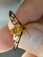 Amata grotei