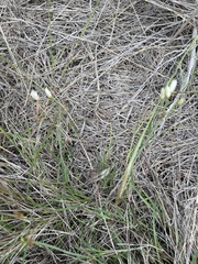 Nothoscordum bivalve